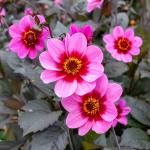 Bulbes à fleurs à planter au printemps - Dahlia Fleur Simple Wink (x1) - face recto